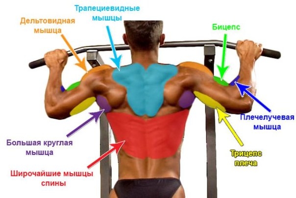 Виды подтягиваний и воздействие на группы мышц.