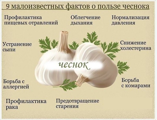 Чесночная шелуха продлевает молодость.