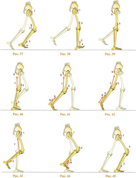 Мышцы, участвующие в ходьбе