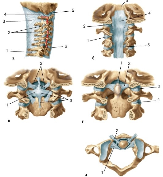 Соединение I и II шейных позвонков между собой и с черепом