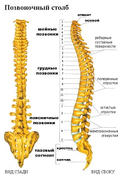 Соединение костей туловища: позвоночный столб в целом