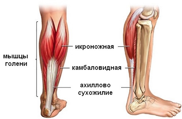 ПОВРЕЖДЕНИЕ АХИЛЛОВА СУХОЖИЛИЯ