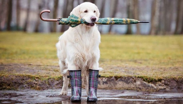 Владельцы собак не отказываются от физической активности даже в плохую погоду