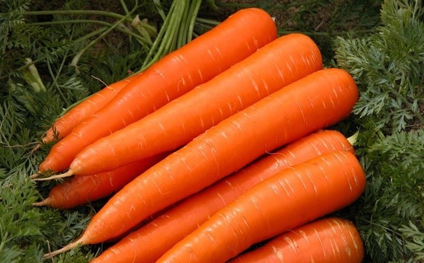 Морковь поможет преодолеть множество недугов