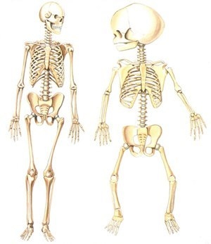 У взрослого человека меньше костей, чем у ребёнка