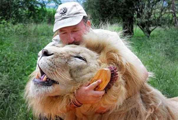 В ЮАР работает львиный массажист