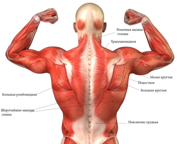 Роль мышц спины и брюшного пресса
