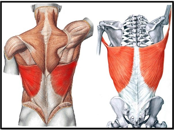 Укрепление спинных мышц при помощи физкультурных упражнений