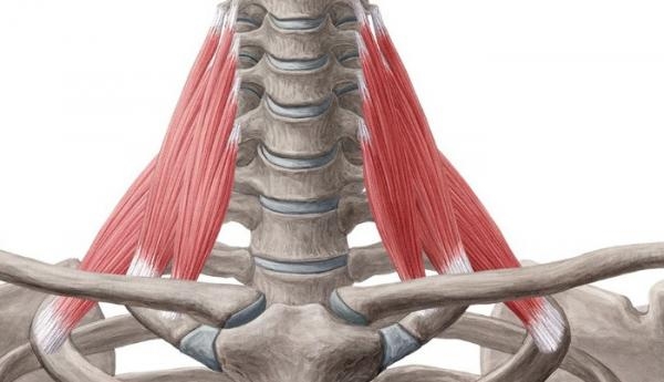Лестничные мышцы шеи, их состояние и триггерные точки