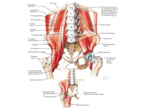 Помощь при болях в спине — блоках и спазмах мышц