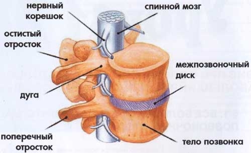 Симптомы и признаки остеохондроза шейного отдела позвоночника