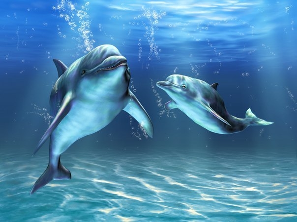 Звуки, издаваемые дельфинами, обладают целебным эффектом.