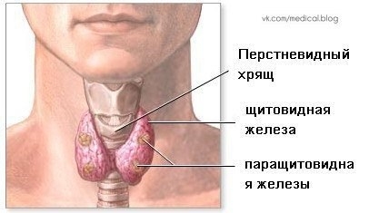 ЛУЧШИЕ РЕЦЕПТЫ НАРОДНОЙ МЕДИЦИНЫ ОТ БОЛЕЗНИ ЩИТОВИДНОЙ ЖЕЛЕЗЫ.