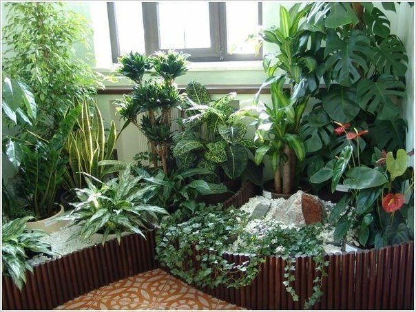 Комнатные растения, которые очищают воздух в доме