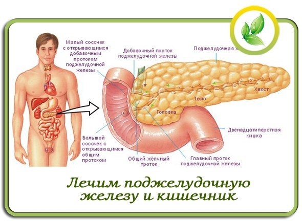 Лечим поджелудочную железу и кишечник. Лечим поджелудочную железу и кишечник.