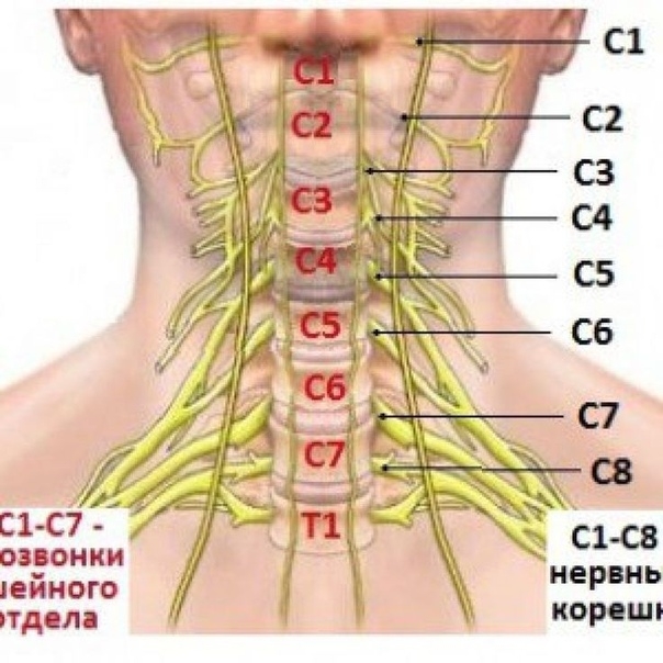 Клиника шейных корешковых синдромов .