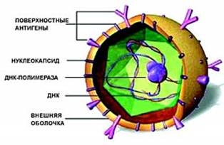 Вирус гепатита В (частица Дейна)