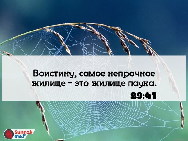 Те, которые взяли себе покровителей и помощников помимо Аллаха, подобны пауку, соткавшему себе жилище. Воистину, самое непрочное жилище – это жилище паука. Если бы они только знали! Воистину, Аллах знает всех тех, кому они поклоняются помимо Него (или зна Те, которые взяли себе покровителей и помощников помимо Аллаха, подобны пауку, соткавшему себе жилище. Воистину, самое непрочное жилище – это жилище паука. Если бы они только знали! Воистину, Аллах знает всех тех, кому они поклоняются помимо Него (или зна