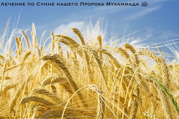 Ячмень (солод) Ячмень (солод)