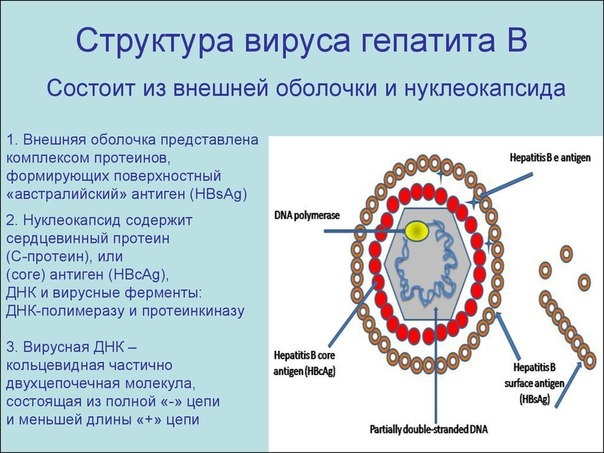 Детальная и в целом хорошо наполненная информацией исследовательская работа, без множества "заковыристых" терминов,прочитав которую вы узнаете многое о таком заболевании как гепатит В, Дельта-гепатит,и о том,что такое Австралийский Антиген (HBsAg). Детальная и в целом хорошо наполненная информацией исследовательская работа, без множества "заковыристых" терминов,прочитав которую вы узнаете многое о таком заболевании как гепатит В, Дельта-гепатит,и о том,что такое Австралийский Антиген (HBsAg).