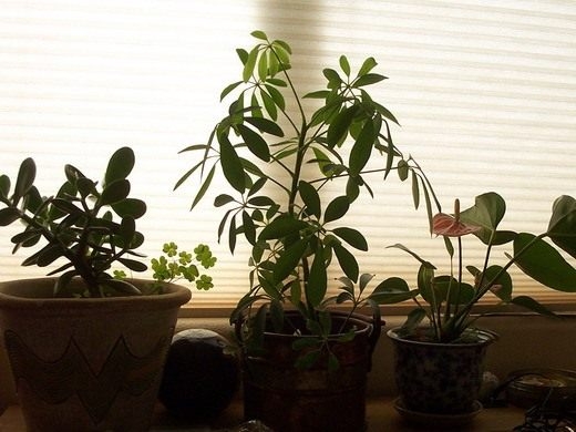Почему полезно держать растения в доме