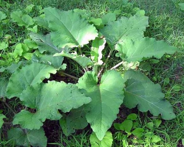 Масло из корней лопуха. Масло из корней лопуха.