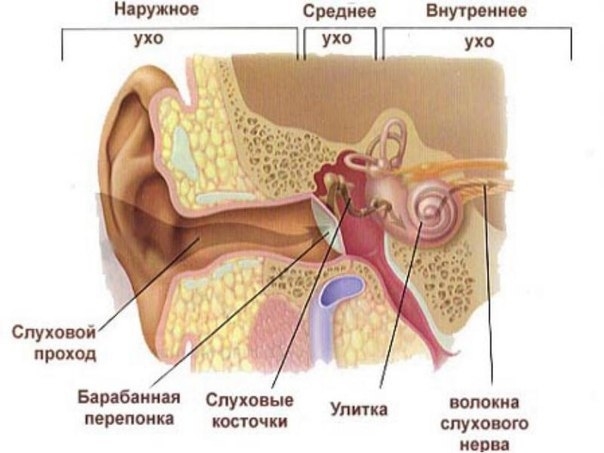 Массаж при заболевании ушей