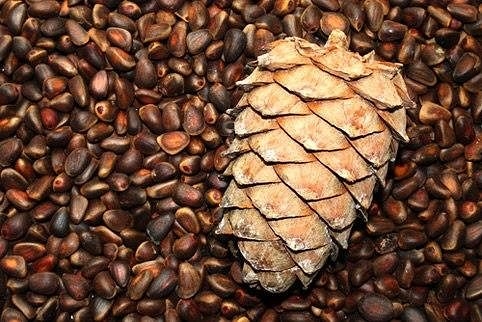 Кедровые орехи от кашля Кедровые орехи от кашля