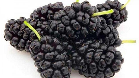 Шелковица полезные свойства Польза чёрной шелковицы В составе этой ягоды, как мы писали выше, учёным удалось обнаружить витамины А,В, С, полезные вещества, калий, магний, кальций, железо… Опираясь на такой богатый полезными веществами состав можно сделать