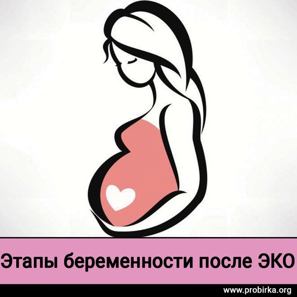 Этапы беременности после ЭКО Этапы беременности после ЭКО