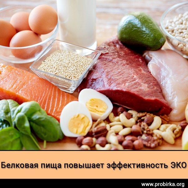 Белковая пища повышает эффективность ЭКО Белковая пища повышает эффективность ЭКО