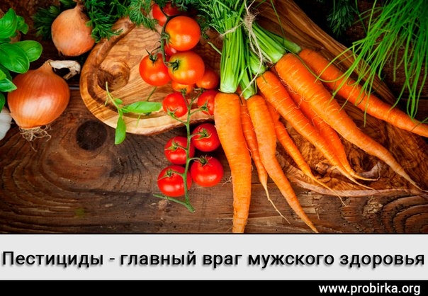 Пестициды - главный враг мужского здоровья Пестициды - главный враг мужского здоровья