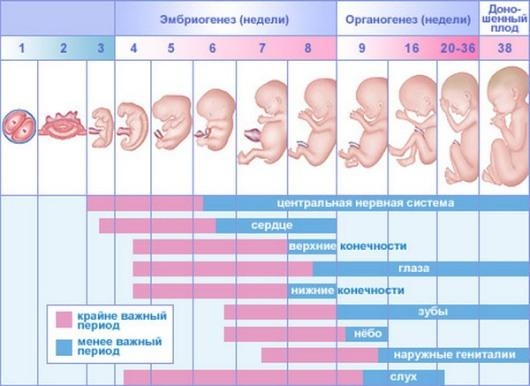 Календарь беременности Календарь беременности