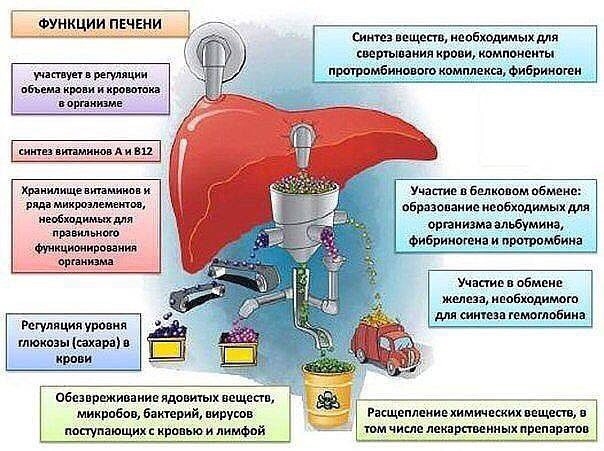 Основные функции печени Основные функции печени