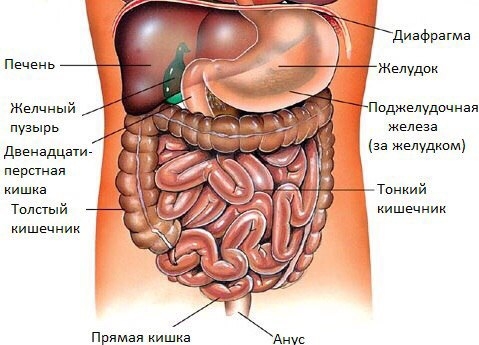 БОЛИ В ПРАВОМ ПОДРЕБЕРЬЕ. БОЛИ В ПРАВОМ ПОДРЕБЕРЬЕ.