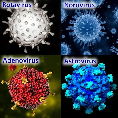 Норовирус: ЧТО необходимо знать